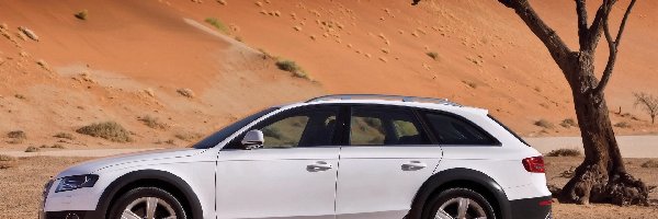 A4 AllRoad , Drzewo, Pustynia, Audi