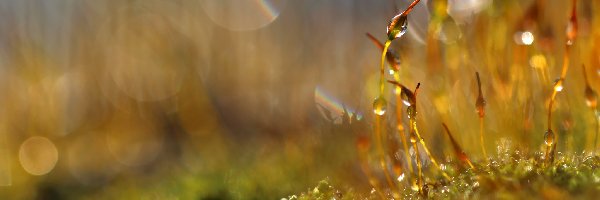 Źdźbła, Bokeh, Makro, Mech