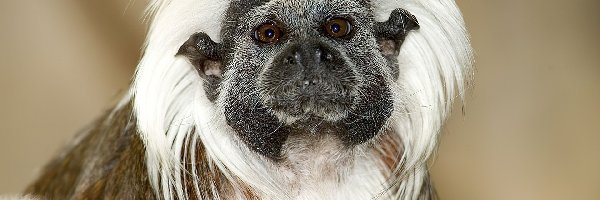 Tamarin, Małpa