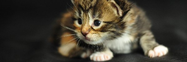 Maine Coon, Kotek, Słodki