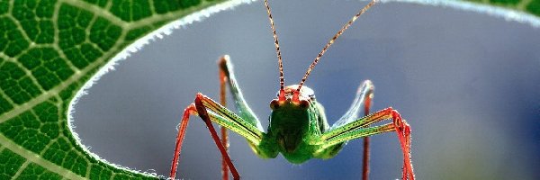 Pasikonik, Nogi, Czerwone, Owad