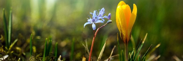 Krokus, Kwiatek, Niebieski, Żółty