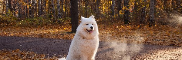 Jesień, Samojed, Las, Pies, Biały, Liście, Droga