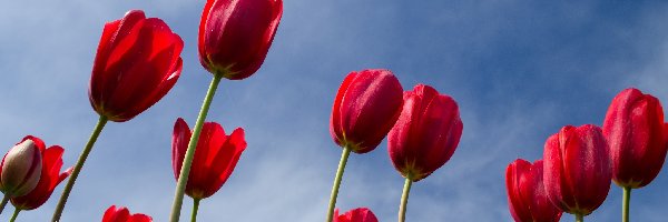 Tulipany, Kwiaty