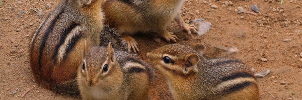 Rodzinka, Chipmunki, Cztery