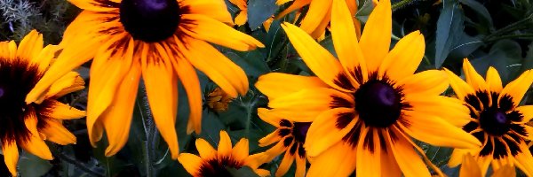 Rudbekia, Kwiaty, Żółte