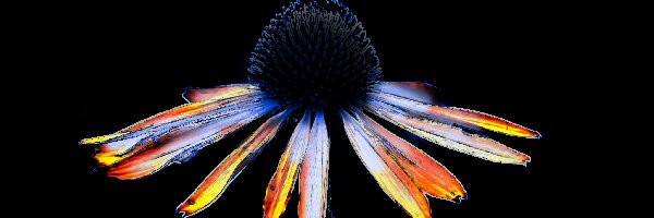 Grafika, Rudbekia, Kwiat
