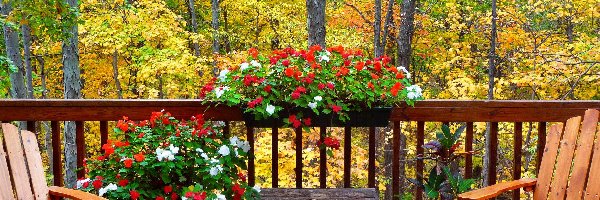 Las, Kwiaty, Balkon, Jesień