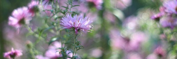 Aster marcinek, Kwiaty, Jesienne