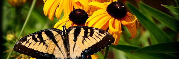 Żółte, Rudbekia, Kwiaty, Paź królowej, Motyl