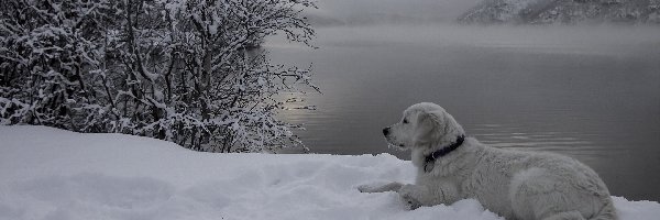 Zima, Góry, Mgła, Rzeka, Pies, Zmrok, Drzewo