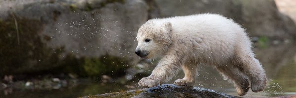 Młody, Polarny, Niedźwiadek, Woda, Skały