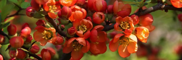 Pigwa, Kwiaty, Czerwone, Krzew