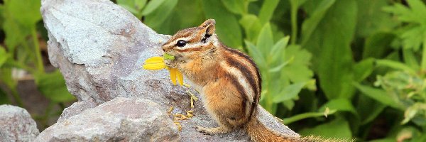 Wiewiórka, Skała, Ziemna, Chipmunk