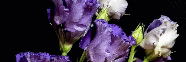 Biała, Fioletowo, Eustoma