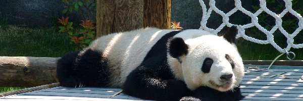 Zoo, Panda
