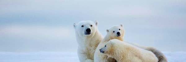 Śnieg, Polarne, Niedźwiedzie