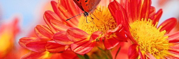 Cętkowany, Pomarańczowo, Motyl, Kwiaty, Żółte