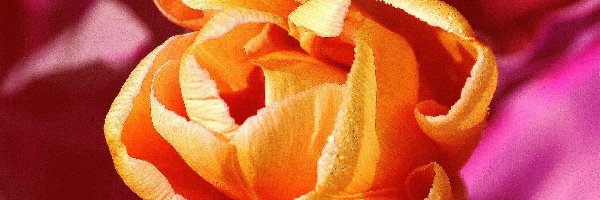 Tulipan, Tło, Różowe, Pomarańczowy
