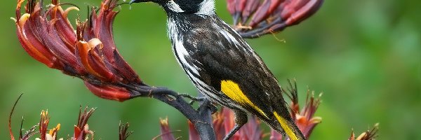 Kwiat, New Holland Honeyeater, Ptaszek