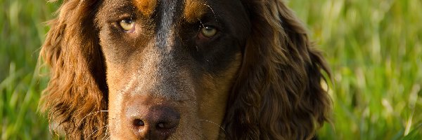 Smutna, Zieleń, Mordka, Spaniel Pikardyjski