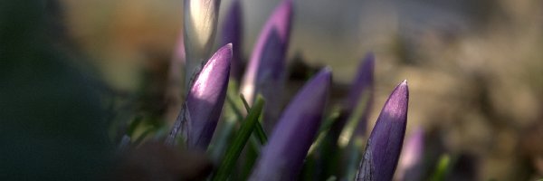 Fioletowy, Krokus, Kwiat