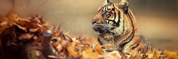 Jesień, Liście, Tygrys