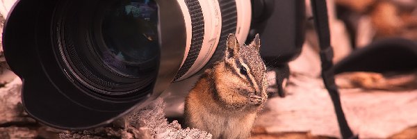 Fotograficzny, Aparat, Wiewiórka