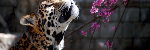 Lampart, Gałąz, Kwitnąca, ZOO, Światło