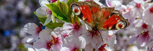 Rusałka, Drzewo Owocowe, Motyl, Pawik, Kwiaty, Wiosna