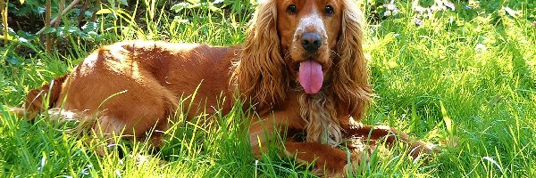 Język, Cocker spaniel, Zarośla, Pies