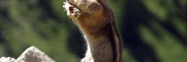 Kamienie, Chipmunk, Wiewiórka