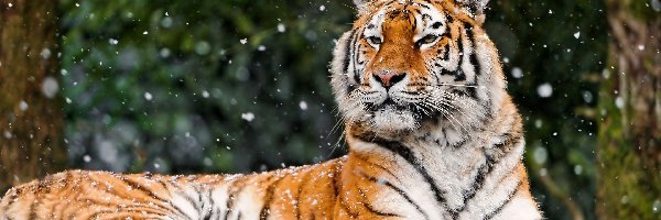 Śniegu, Płatki, Tygrys