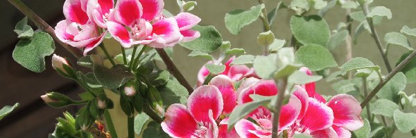 Pelargonia, Kwiaty