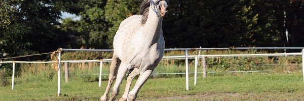Koń, Siwa, Klacz, Galop, Padok