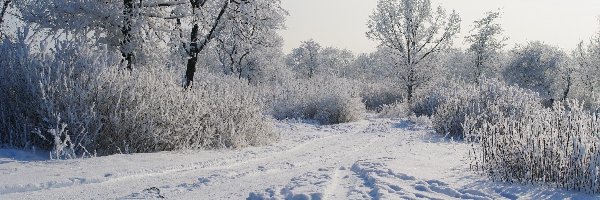 Drzewa, Droga, Zima