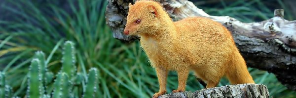 Drzewa, Pniak, Mangusta