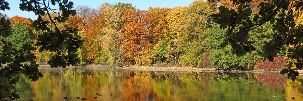 Staw, Jesień, Kaczki, Park