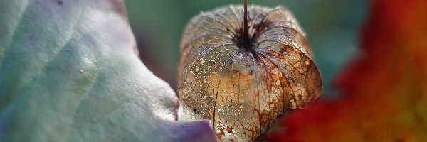 Roślina, Miechunka Rozdęta