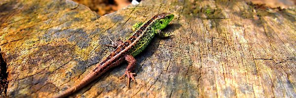 Drzewa, Pień, Jaszczurka