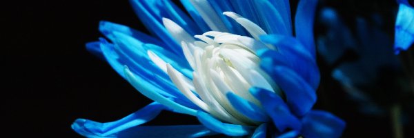 Margerytka, Niebieska, Kwiat