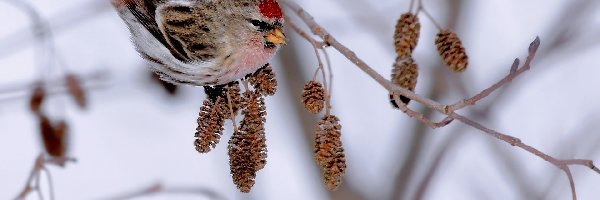 Olcha, Gałązka Drzewa, Ptak