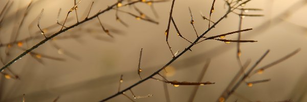 Mgła, Rośliny, Mokre