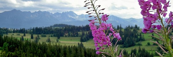 Kiprzyca, Pola, Łąka, Lasy, Tatry, Wierzbówka, Kwitnąca