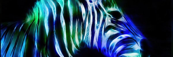 Paski, Zebra