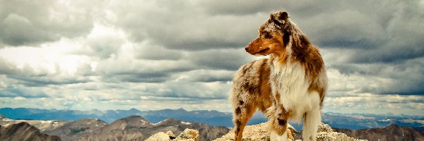 Owczarek australijski-australian shepherd, Skała