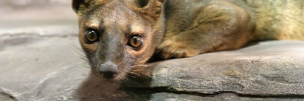 Zoo, Fossa