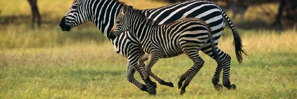 Łąka, Małe, Zebra