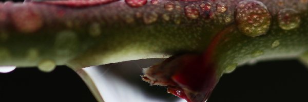 Deszczu, Krople, Gałązka