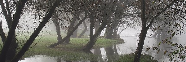 Mgła, Drzewa, Rzeka